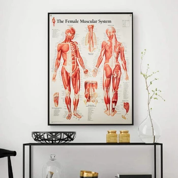 Damska Mięśni System Anatomiczny Plakat Art Drukowanie Obraz Ludzkiego Ciała Wykształcenie Medyczne Dekoracji Obraz na płótnie malarstwo